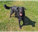 Small Labrador Retriever Mix