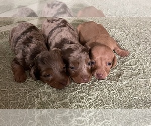 Dachshund Puppy for sale in ECHO, AL, USA