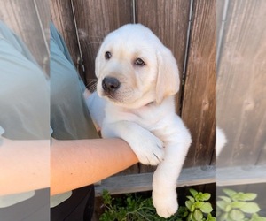 Labrador Retriever Puppy for sale in PITTSBURG, CA, USA