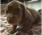 Small #6 Dachshund