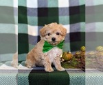 Small Photo #3 Maltipoo Puppy For Sale in LEOLA, PA, USA