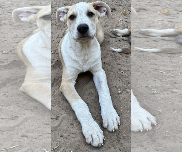 Medium Photo #3 Shepradors Puppy For Sale in McKinney, TX, USA