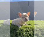 Small Photo #16 French Bulldog Puppy For Sale in CALABASAS HILLS, CA, USA
