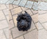 Small Photo #13 ShihPoo Puppy For Sale in SOUTH ORANGE, NJ, USA