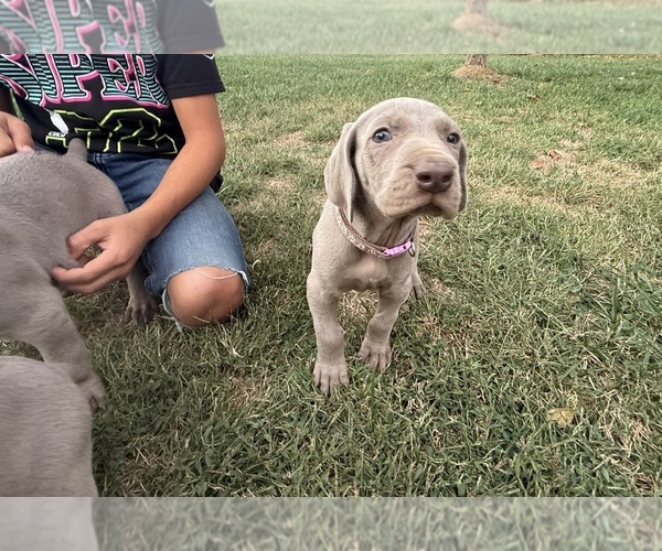 Medium Photo #2 Weimaraner Puppy For Sale in WILLOWS, CA, USA
