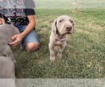 Small #1 Weimaraner