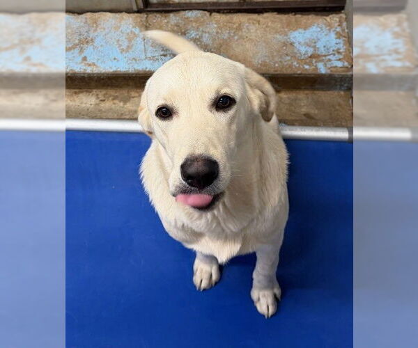 Medium Photo #1 Labrenees Puppy For Sale in Winter Park, CO, USA