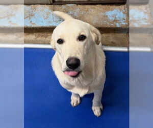 Labrenees Dogs for adoption in Winter Park, CO, USA