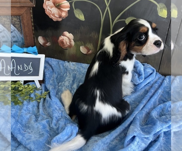 Medium Photo #6 Cavalier King Charles Spaniel Puppy For Sale in ABILENE, TX, USA