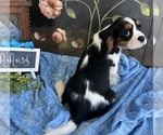 Small #5 Cavalier King Charles Spaniel