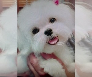 Mother of the Maltese puppies born on 10/13/2022