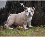Small Photo #1 Bulldog Puppy For Sale in ASH FLAT, AR, USA