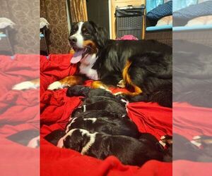 Bernese Mountain Dog Puppy for sale in ARGONNE, WI, USA