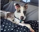 Small #1 Catahoula Leopard Dog Mix