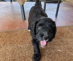 Small Photo #7 Australian Labradoodle Puppy For Sale in SAN ANTONIO, TX, USA