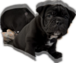 Puppy Big Red Chinese Shar-Pei-English Bulldog Mix