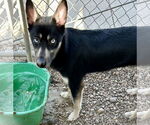 Small #3 Huskies  Mix