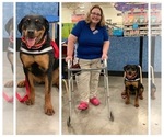 Small Photo #3 Rottweiler Puppy For Sale in CHARLESTON, WV, USA