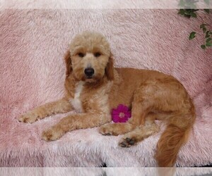 Mother of the Goldendoodle (Miniature) puppies born on 01/27/2023
