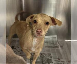 Chihuahua Dogs for adoption in Bakersfield, CA, USA