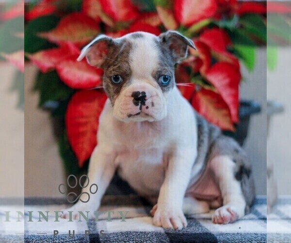Medium Photo #1 Boston Terrier Puppy For Sale in MYERSTOWN, PA, USA