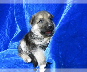 German Shepherd Dog Puppy for sale in HARTVILLE, MO, USA