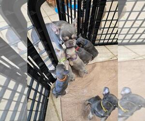 French Bulldog Puppy for Sale in SACRAMENTO, California USA