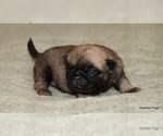 Small #1 Pug