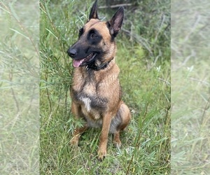Mother of the Belgian Malinois puppies born on 08/11/2022