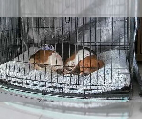 Medium Photo #13 Beagle Puppy For Sale in Dunnellon, FL, USA