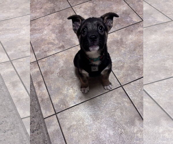 Medium Photo #1 Shepradors Puppy For Sale in Princeton, MN, USA