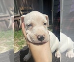 Small Photo #12 American Pit Bull Terrier Puppy For Sale in PENSACOLA, FL, USA
