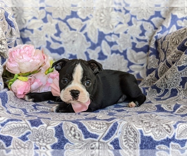 Medium Photo #6 Boston Terrier Puppy For Sale in EPHRATA, PA, USA