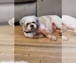 Small #5 Shih Tzu