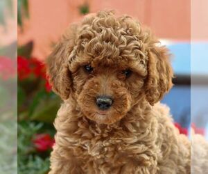 Poodle (Miniature) Puppy for sale in HONEY BROOK, PA, USA