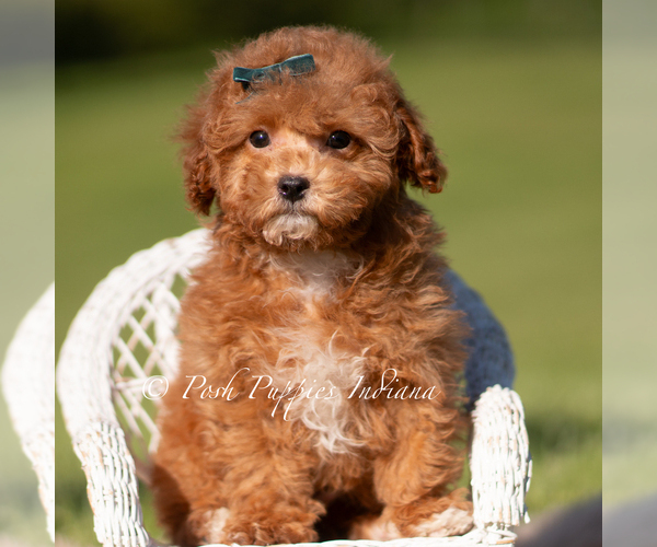 Medium Photo #48 Maltipoo (Miniature) Puppy For Sale in WARSAW, IN, USA