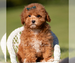 Small Photo #48 Maltipoo (Miniature) Puppy For Sale in WARSAW, IN, USA