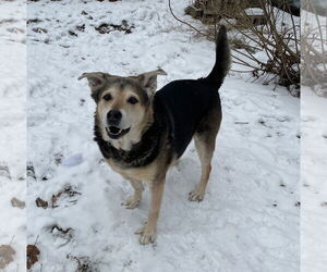 German Shepherd Dog Dogs for adoption in Techny, IL, USA