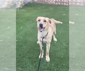 Labrador Retriever-Unknown Mix Dogs for adoption in West Valley, UT, USA