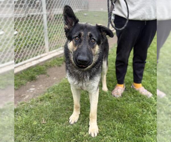 Medium Photo #1 German Shepherd Dog Puppy For Sale in Modesto, CA, USA