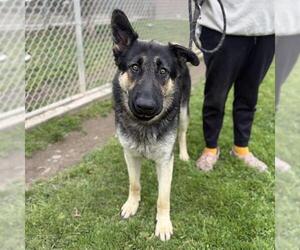 German Shepherd Dog Dogs for adoption in Modesto, CA, USA
