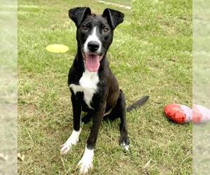 American Pit Bull Terrier-Unknown Mix Dogs for adoption in Conroe, TX, USA