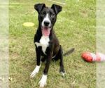 Small American Pit Bull Terrier Mix
