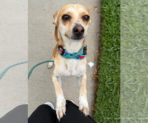 Scooter - Male Chihuahua-Unknown Mix Dog for Adoption - Photo #2