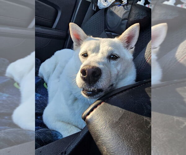 Medium Photo #2 Shiba Inu Puppy For Sale in Mukwonago, WI, USA