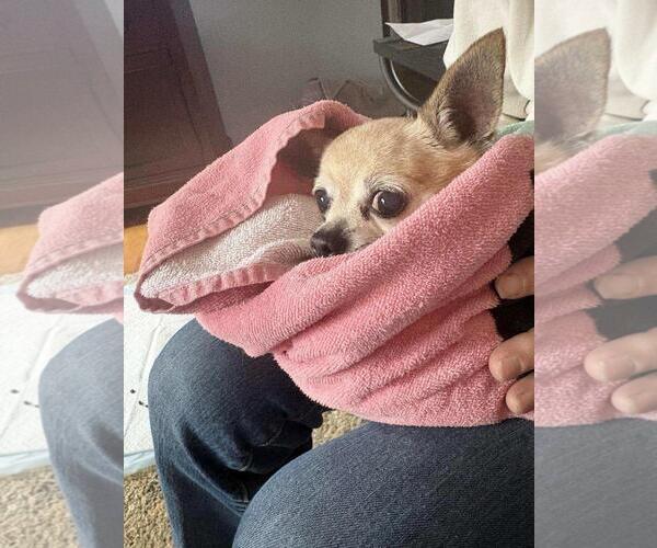 Medium Photo #1 Chihuahua Puppy For Sale in Rootstown, OH, USA