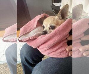 Chihuahua Dogs for adoption in Rootstown, OH, USA