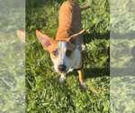 Small #3 Beagle Mix