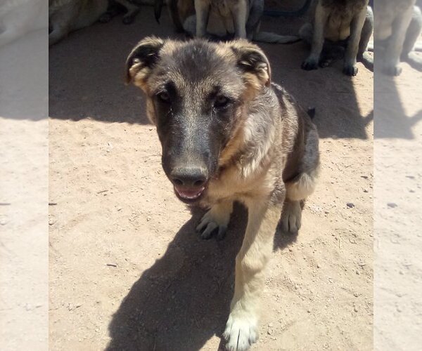 Medium Photo #13 German Shepherd Dog-Unknown Mix Puppy For Sale in Apple Valley, CA, USA