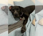 Small #21 Boxer-Pointer Mix